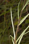 Michaux's milkweed